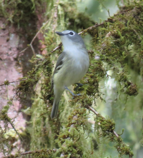 Photo of Vireo cassinii by <a href="http://morrisoncreek.org/">Kathryn Clouston</a>